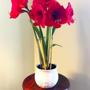 Meet your Posher, Ann